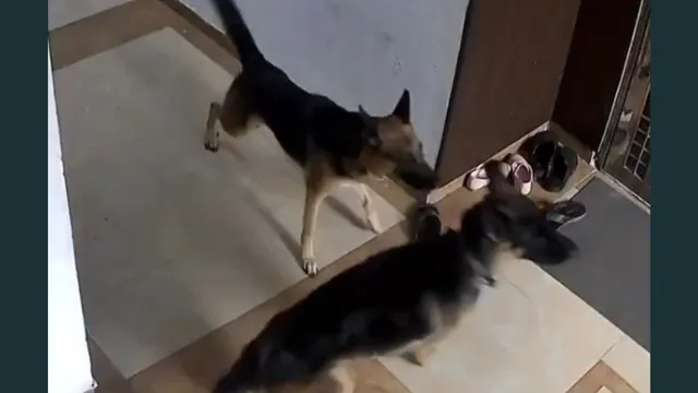 caught-on-cctv-pet-dogs-attack-and-bite-woman-leg-inside-ghaziabad-society-lift-owner-booked