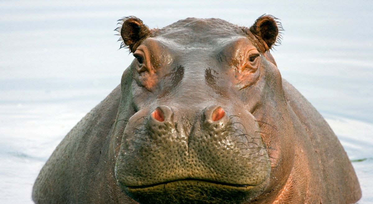 is-hippopotamus-milk-pink-know-the-truth-behind-this-viral-assumption