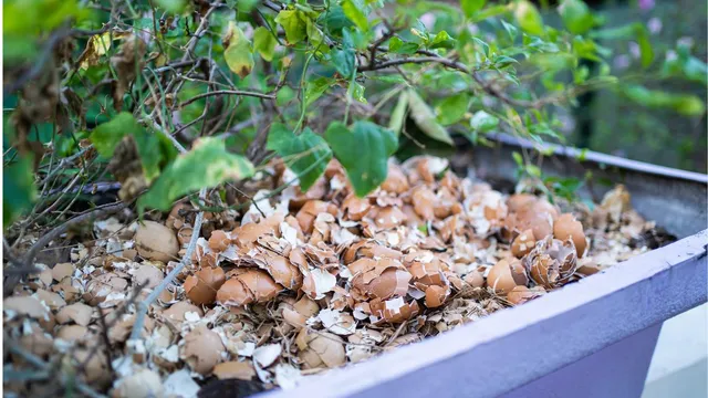 5-everyday-kitchen-scraps-that-act-as-natural-fertilisers-for-your-garden