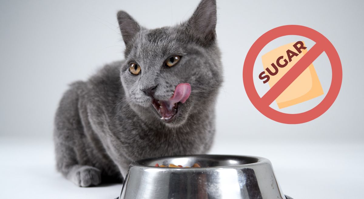 which-animal-cannot-taste-sweetness