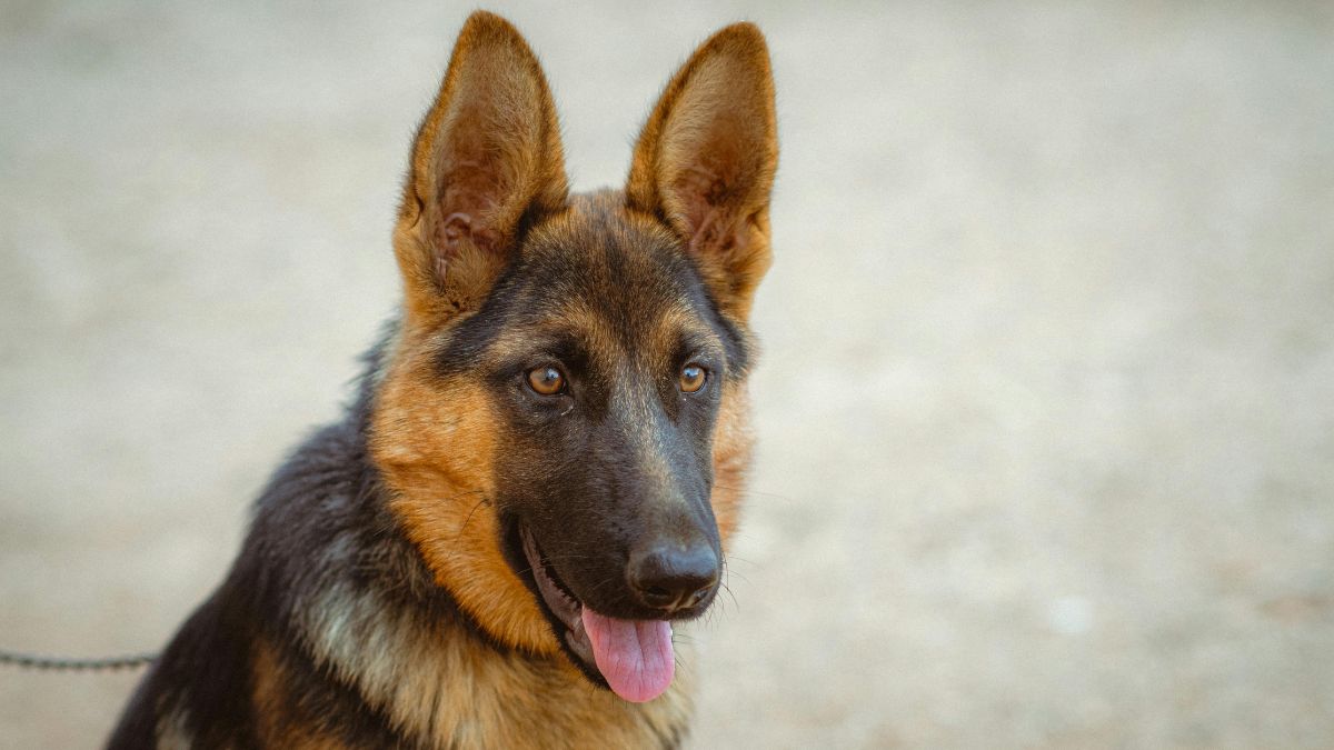 sniffer-dog-bites-4yearold-at-kolkata-airport-family-cancels-malaysia-trip