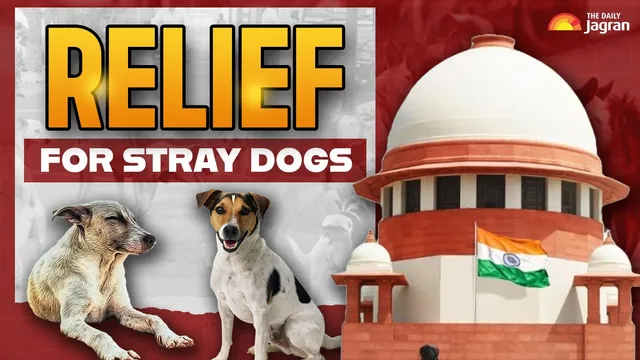 stray-dogs-removal-row-supreme-court-modifies-aug-11-order-says-canines-to-be-sterilised-and-released