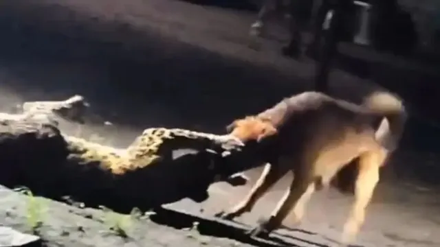 watch-stray-dog-drags-leopard-300-metres-in-nashik-viral-video-shocks-internet