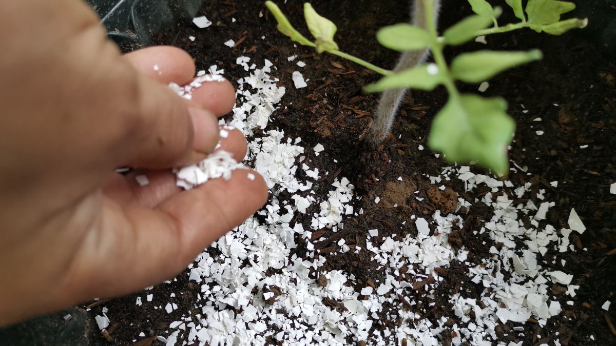 Natural Fertiliser From Daily Kitchen Scraps