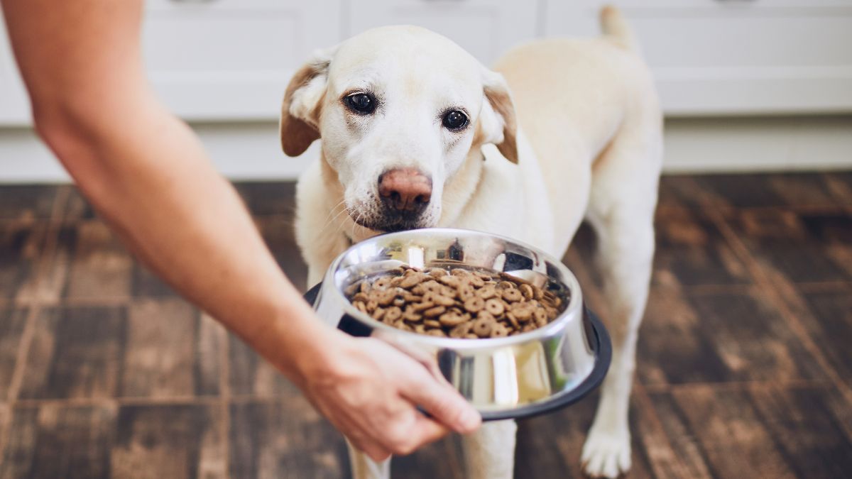 ghaziabad-woman-slapped-eight-times-for-feeding-dogs-in-delhi-ncr-watch-video