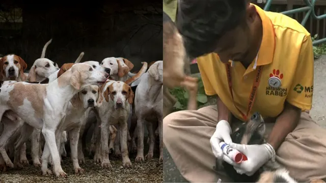 himachal-pradesh-shimla-rolls-out-gps-enabled-collars-vaccination-drive-for-stray-dogs