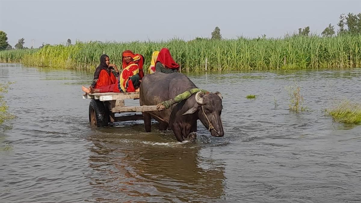 up-rains-rising-ganga-water-increases-flood-threat-in-hapur-crops-destroyed-due-to-waterlogging-in-villages