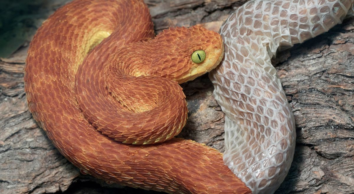 why-do-snakes-shed-their-skin