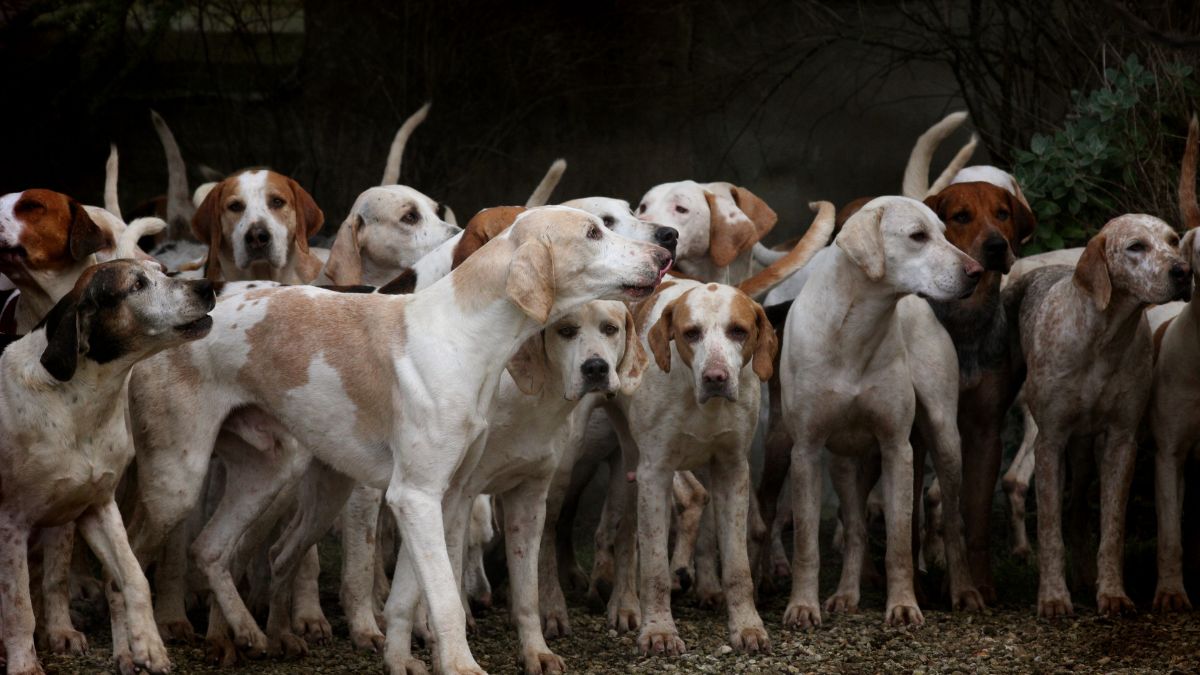stray-dogs-case-centre-mandates-70-per-cent-sterilisation-vaccination-of-stray-dogs-details