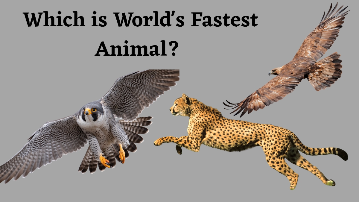 do-you-know-which-is-the-fastest-animal-in-the-world