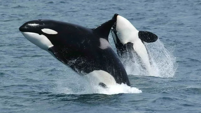 marine-zoo-trainers-sexually-stimulate-orca-to-prevent-him-from-mating-with-mother-perverse-new-low
