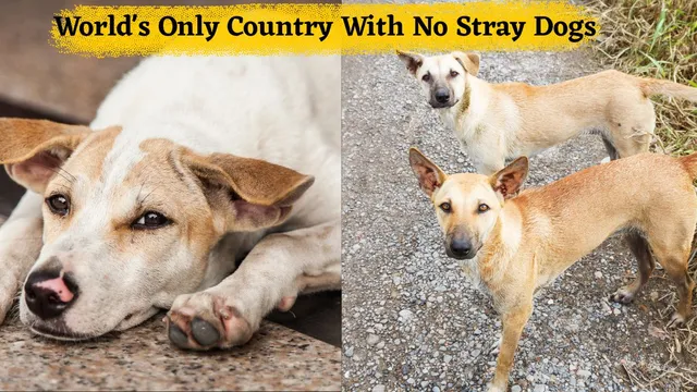 which-is-the-world-only-country-with-no-stray-dogs-heres-how-they-achieved-it