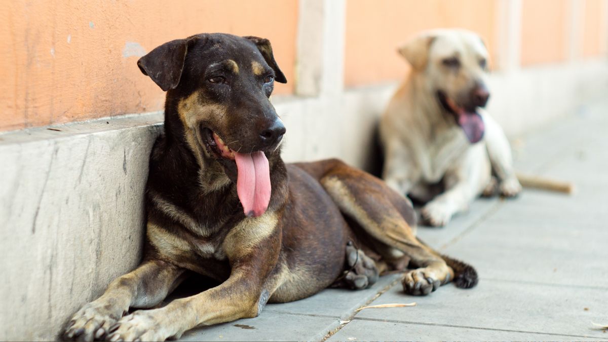 which country is free from stray dogs