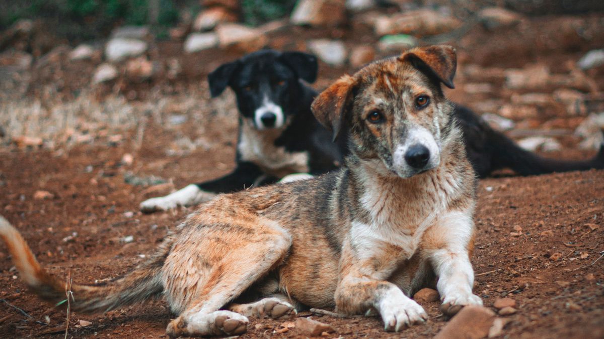 which country is free from stray dogs.