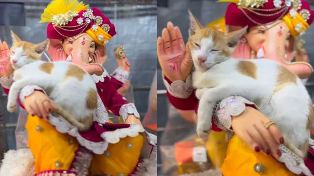 video-of-cat-sleeping-peacefully-on-lord-ganesh-arm-is-too-cute-to-miss-viral