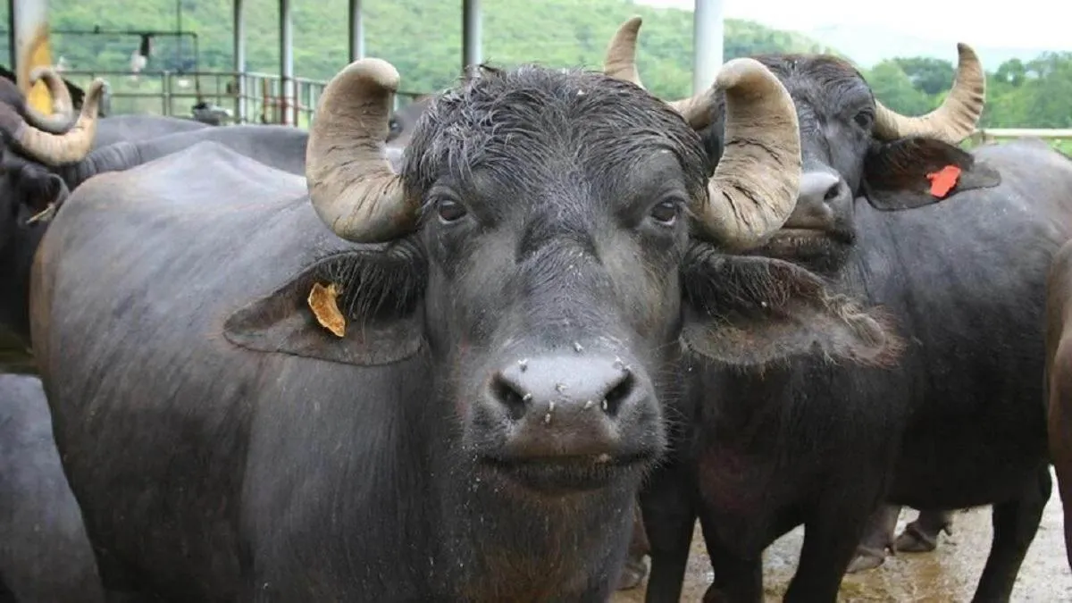 he-just-wanted-to-buy-buffalo-online-up-farmer-was-scammed-out-of-rs-69000