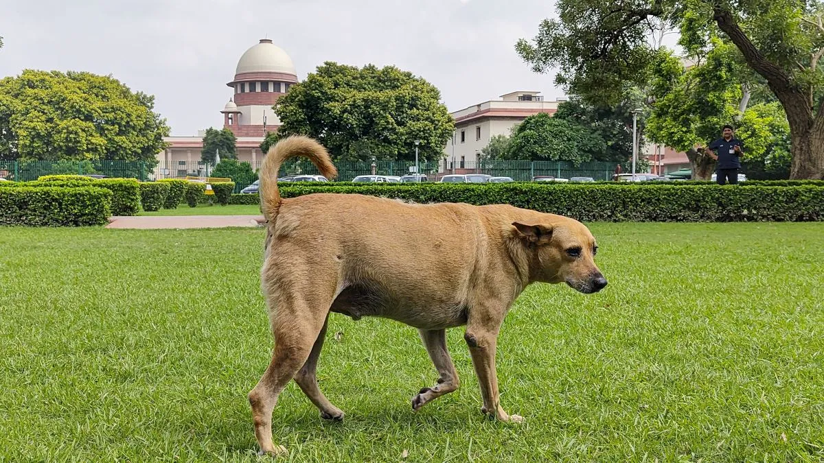 international-dog-day-2025-supreme-court-order-on-stray-dogs-animal-welfare-laws-in-japan-russia-other-countries-specials