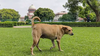Man's Best Friend Or Public Menace? Dogs In Spotlight After SC Order; How Other Countries Deal With Strays