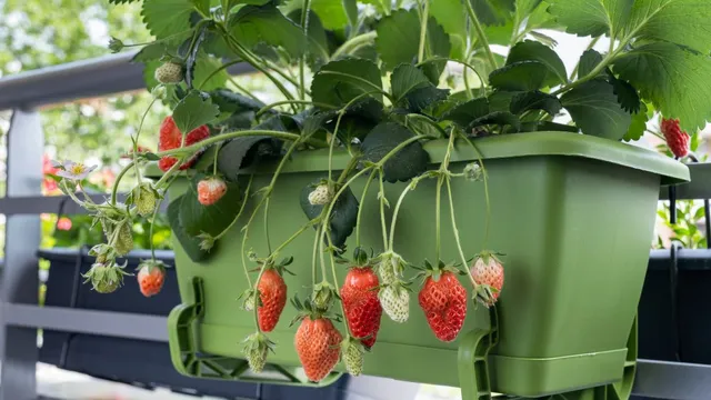 how-to-grow-juicy-strawberries-in-balcony-pots-at-home
