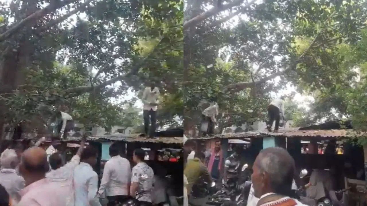 monkey-snatches-bag-with-rs-80000-cash-in-up-showers-money-from-tree-in-viral-video
