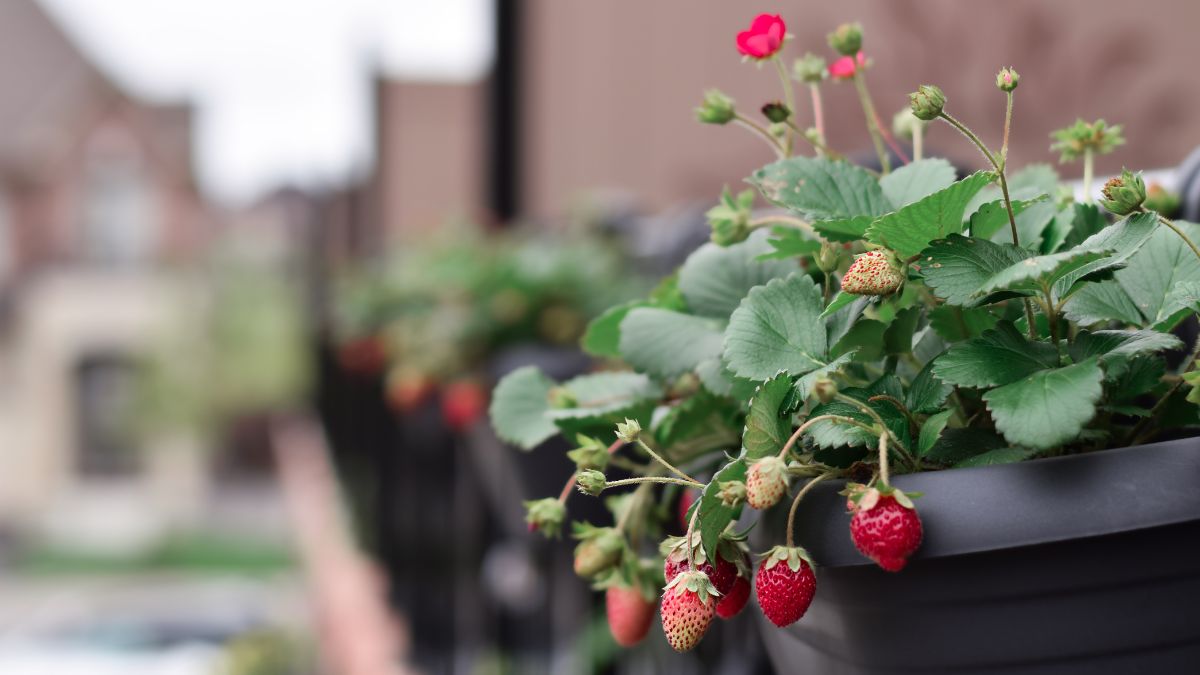 Ways To Grow Strawberries In Balcony Pots