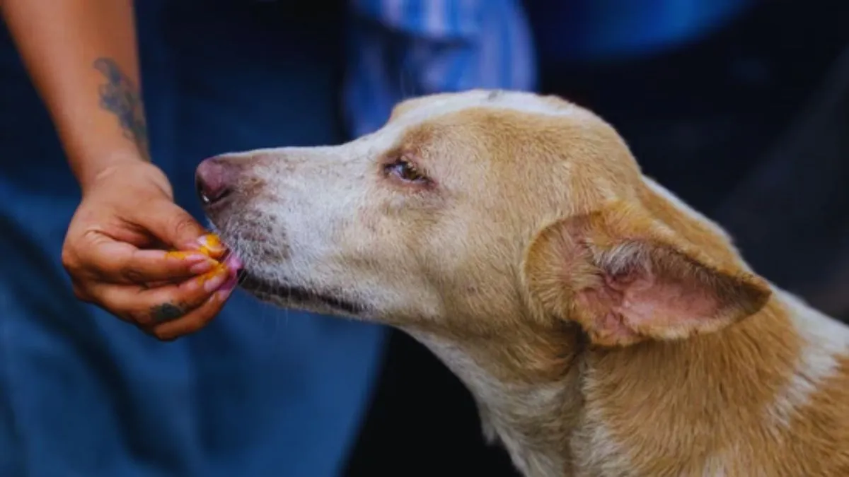 faridabad-woman-fined-rs-125-lakh-for-feeding-stray-dogs-after-supreme-court-imposes-restrictions