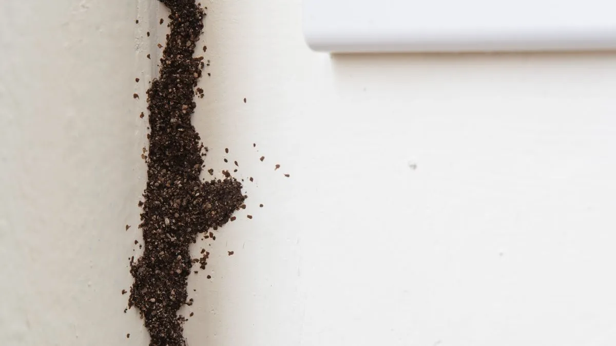 5-diy-ways-to-get-rid-of-termites-from-home-walls-under-rs-50