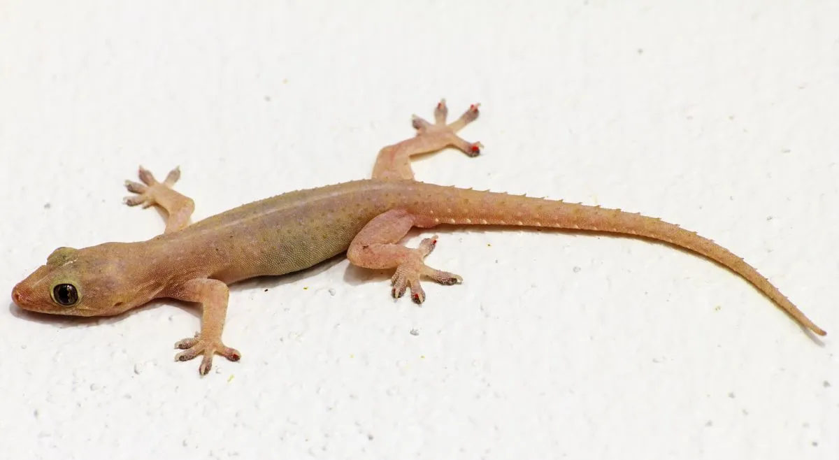 why-does-a-lizard-tail-keeps-moving-after-it-detaches-from-its-body