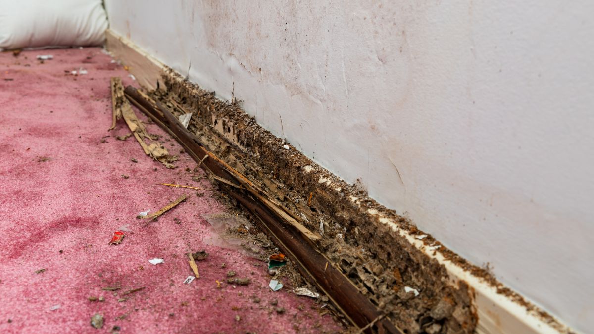 DIY Termite Control Remedy