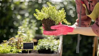 6 Simple Steps To Build A Mini Herb Garden At Home On Your Sunday