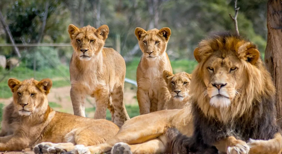 what-is-a-group-of-lions-called