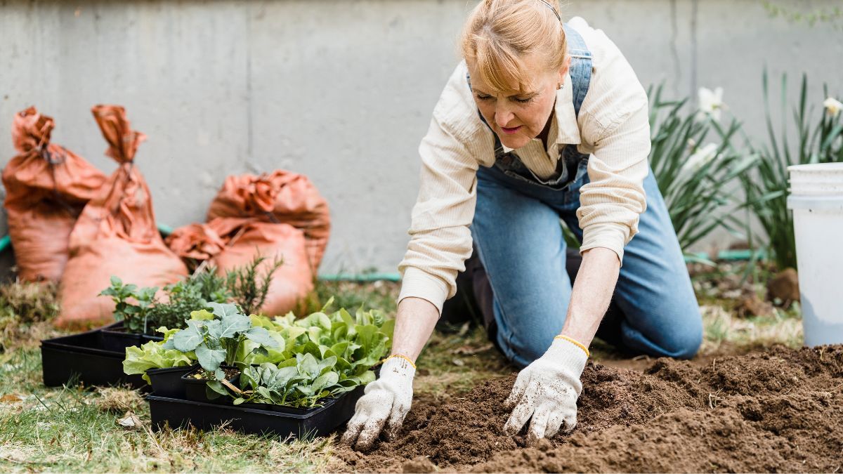Steps To Grow Mini Herb At Home
