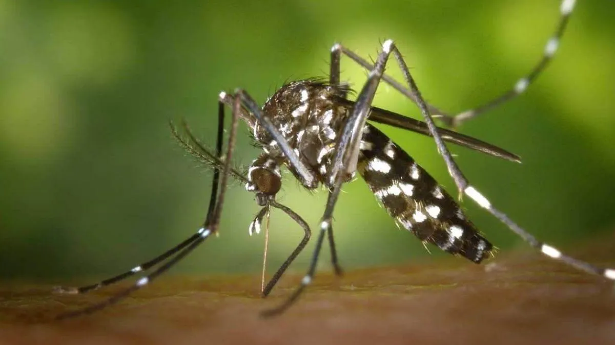 bihar-health-dept-issues-guidelines-to-curb-dengue-spread-blood-donation-camps-planned