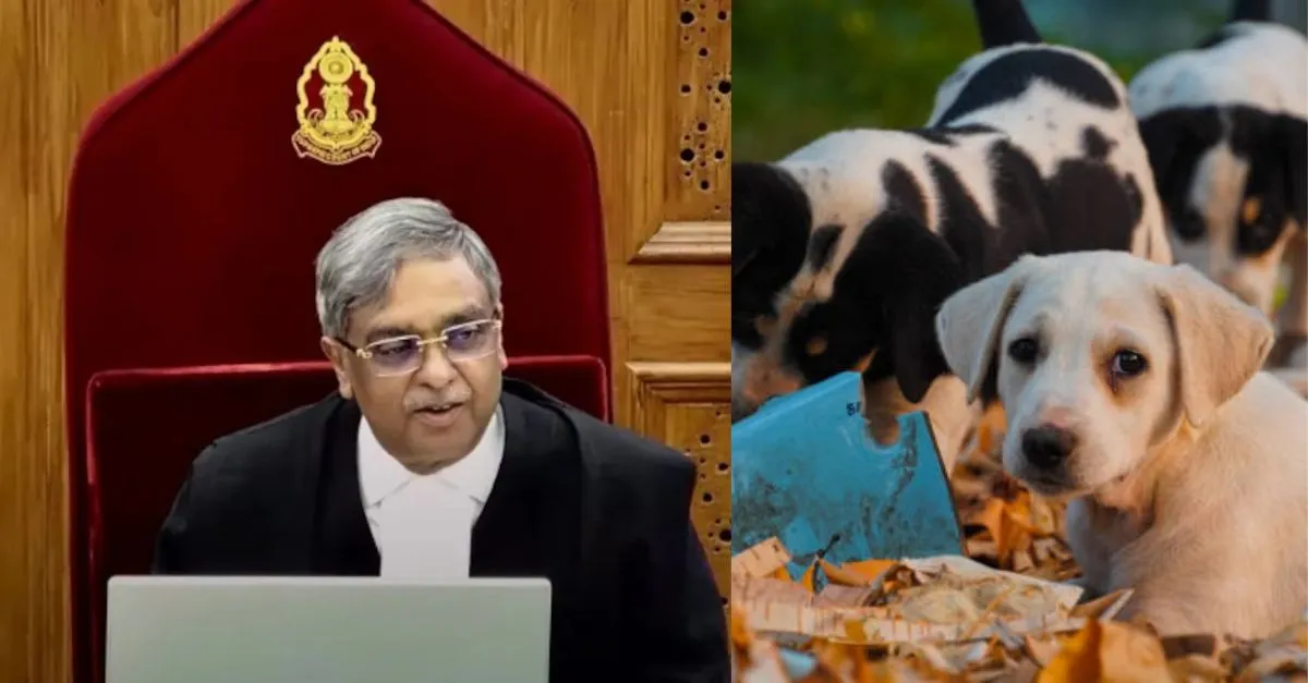 thankful-to-stray-dogs-for-making-me-famous-sc-judge-vikram-nath-says-case-brought-global-recognition