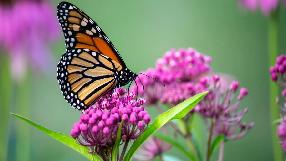 5-beautiful-plants-that-will-turn-your-balcony-garden-into-a-butterfly-paradise