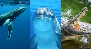 Which Animals Sleep With One Eye Open?