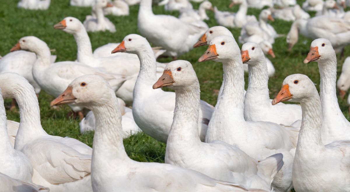 Geese