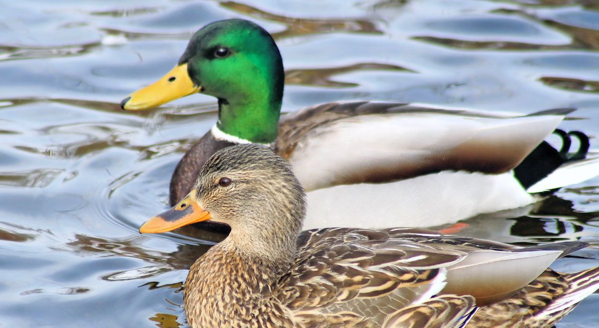 Mallard Ducks