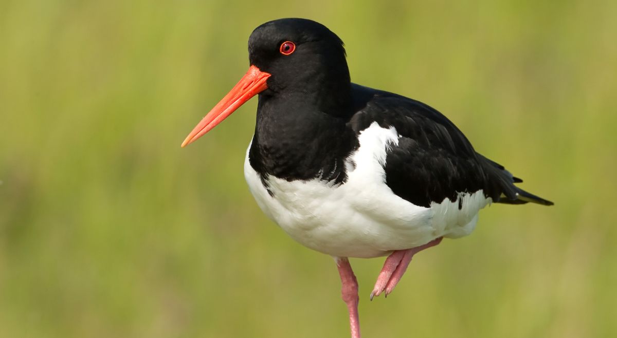 Oystercatchers