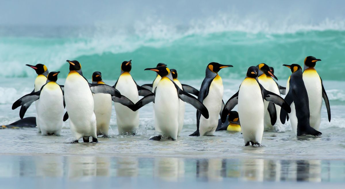 Penguins