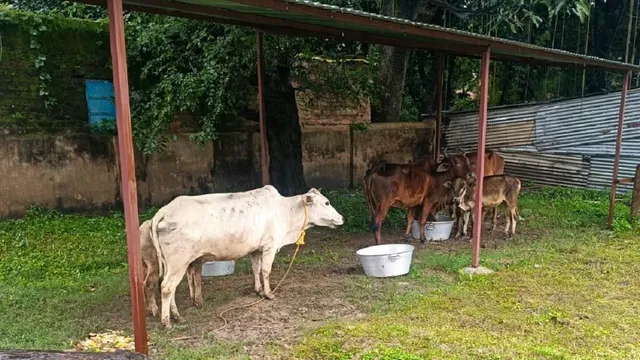 heartwarming-jharkhand-ias-officers-anonymous-mission-to-save-injured-cows