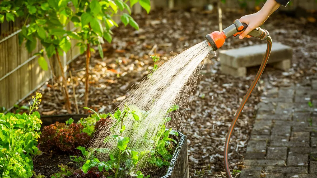 how-to-protect-your-outdoor-plants-from-heavy-rain