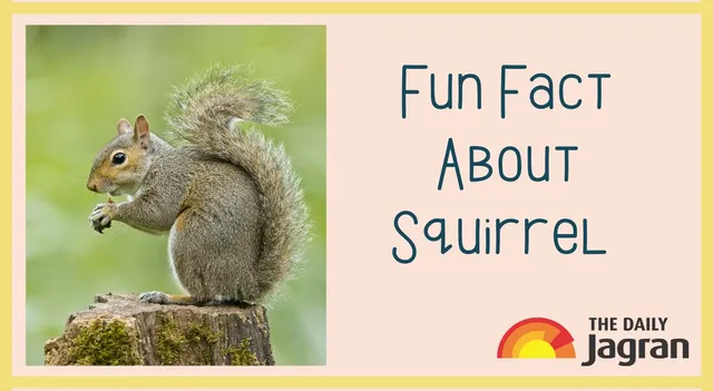 did-you-know-squirrels-plant-thousands-of-new-trees-each-year-heres-a-fun-fact-for-you