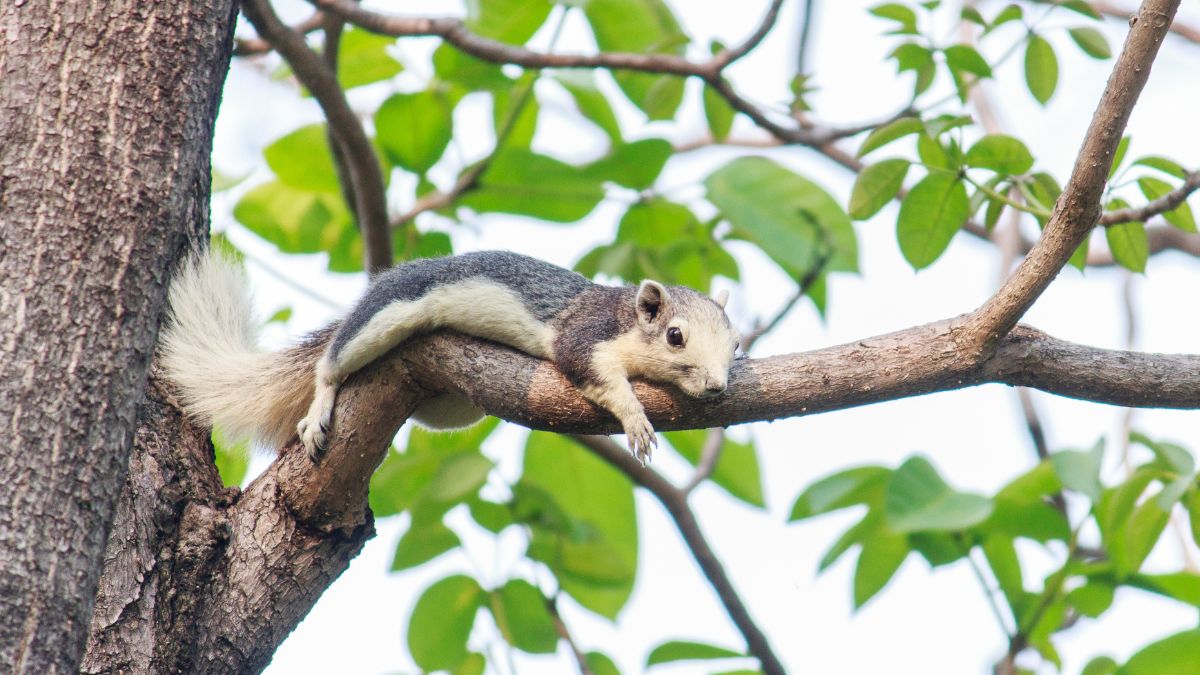 squirrels plant thousands of plants each year (1)