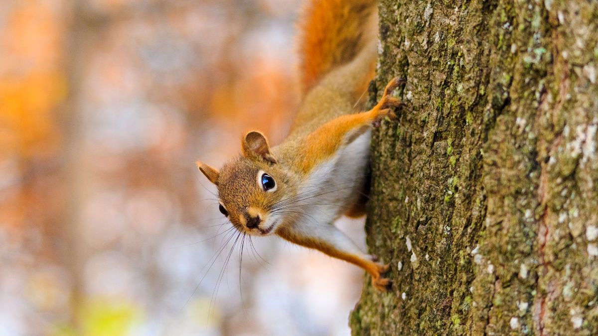 squirrels plant thousands of plants each year (2)
