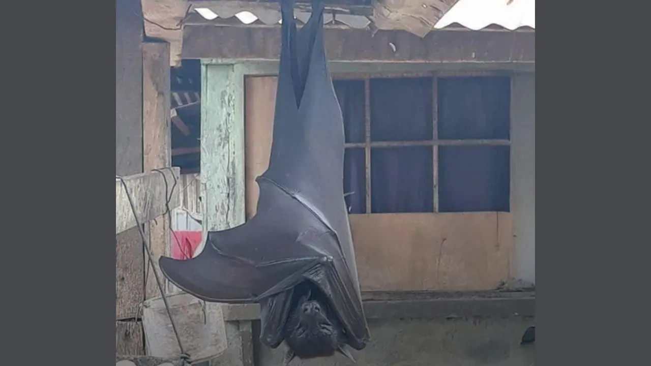 terrifying-human-sized-bat-spotted-in-philippines-viral-photo-leaves-internet-stunned-imagine-seeing-this-at-night