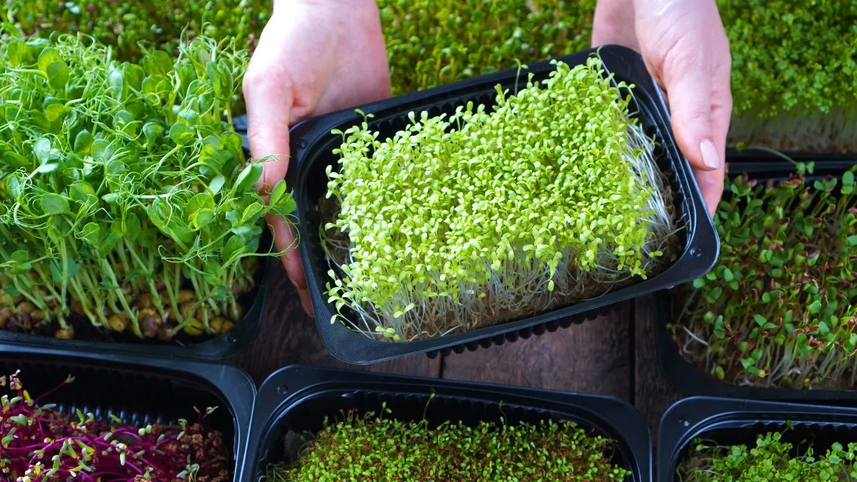 how-to-grow-microgreens-at-indian-homes-in-10-days