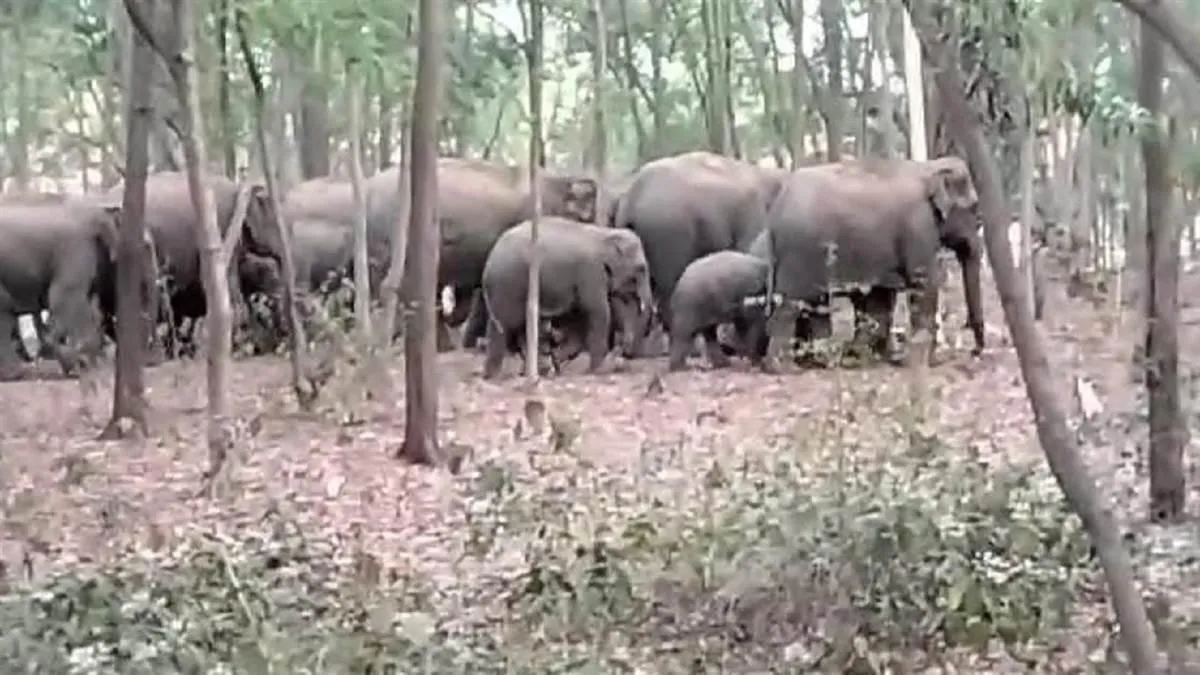 why-is-the-humanelephant-conflict-so-deadly-in-states-like-odisha-and-jharkhand