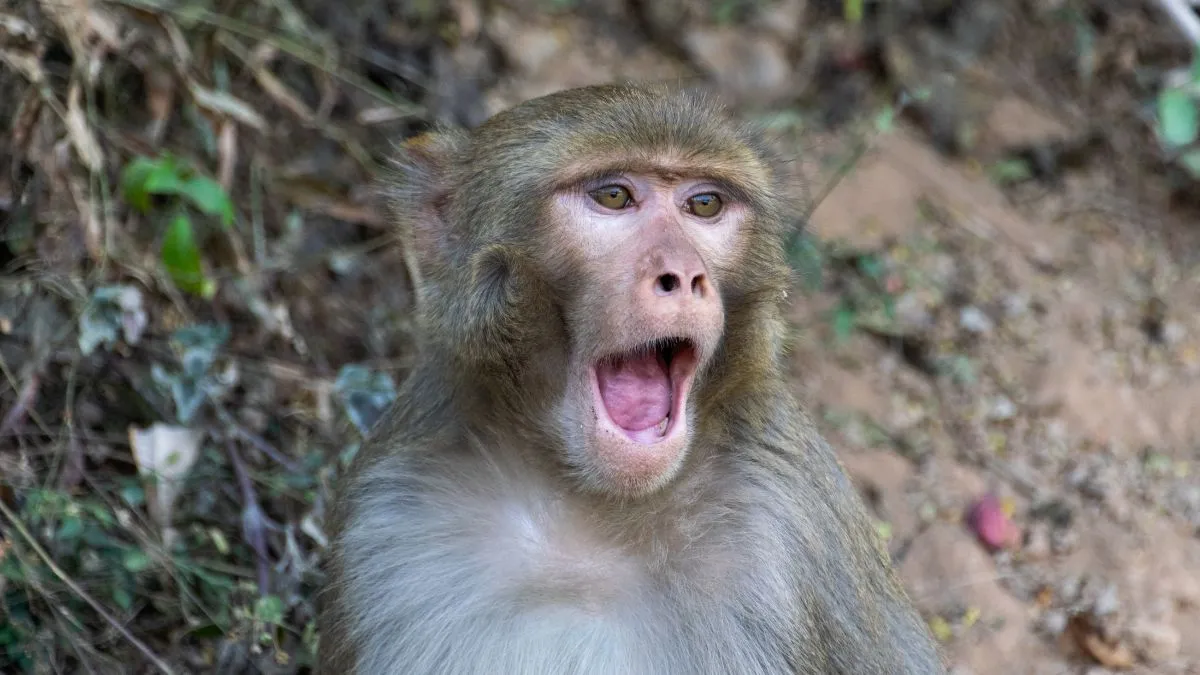 monkeys-abduct-sleeping-baby-in-up-dump-him-in-water-drum-family-in-shock