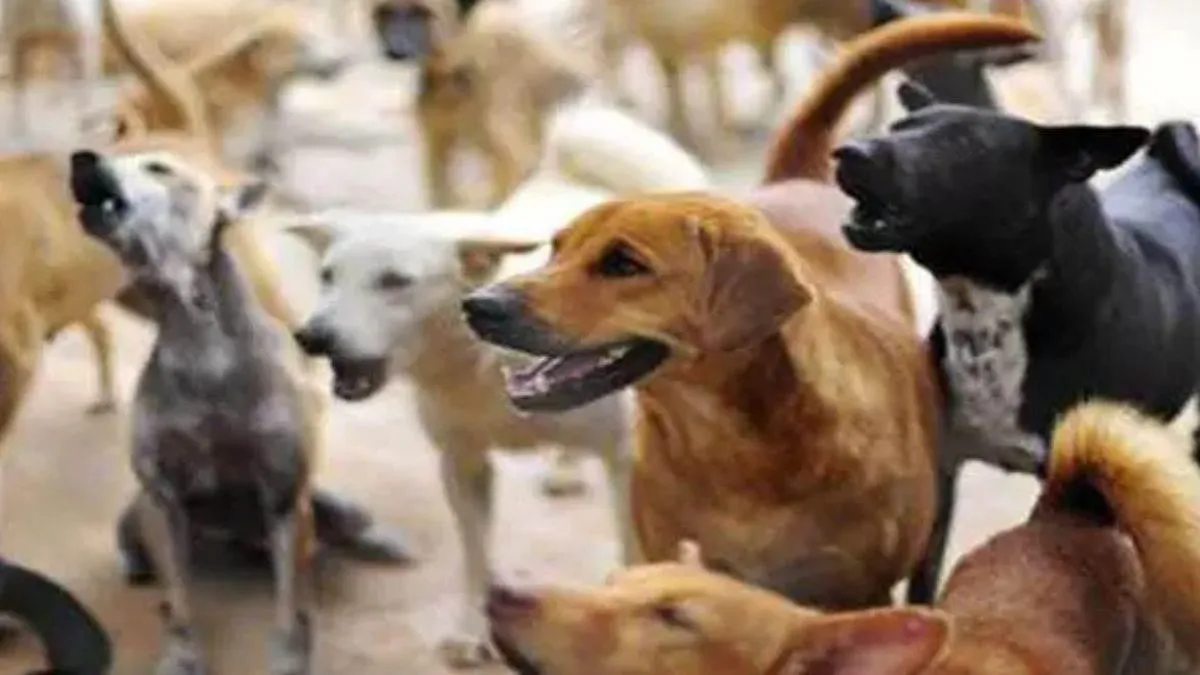 ghaziabad-under-siege-over-4600-people-attacked-by-strays-dogs-in-just-5-months
